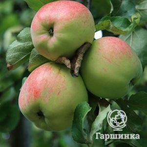 

Яблоня Антоновка десертная