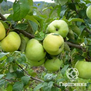 

Яблоня Антоновка обыкновенная