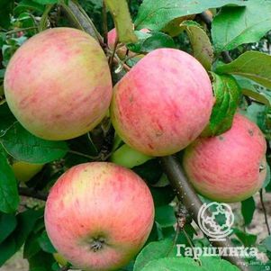 

Яблоня Балтика