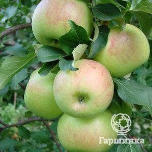 

Яблоня Богатырь