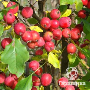 

Яблоня Китайка Керр