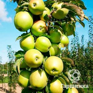 

Яблоня Малюха колоновидная (лицензионная)