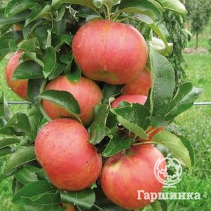 

Яблоня Триумф колоновидная (лицензионная)