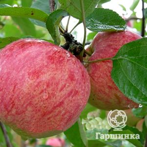 Яблоня Осеннее полосатое