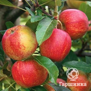 

Яблоня Приземленное