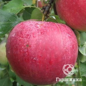 

Яблоня Рождественское