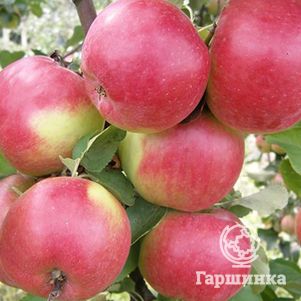 

Яблоня Жигулёвское