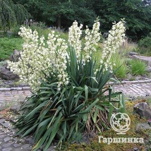 

Юкка нитчатая