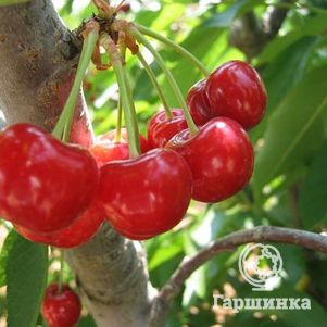 Вишня Заря Татарии 600₽