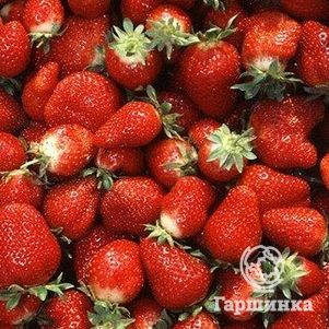 

Земляника Али-Баба ремонтантная