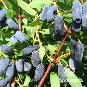 

Жимолость Успех