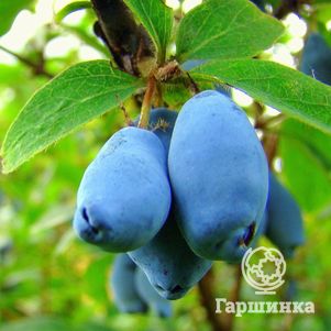 

Жимолость Волшебница