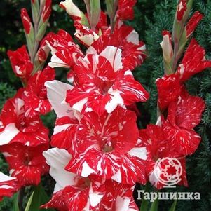 

Гладиолус Зизани 5 шт