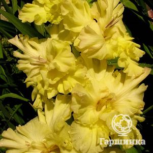

Гладиолус Золотая десятка