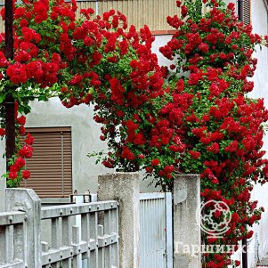 

Роза Сантана плетистая, Топалович (лиц)