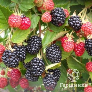 

Ежевика Трипл Краун