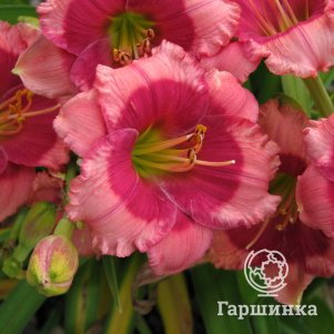 

Лилейник Драгонс Ай