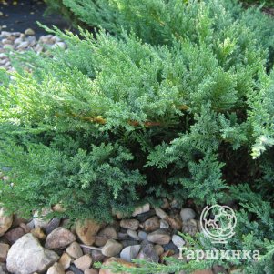 

Можжевельник казацкий Тамарисцифолия