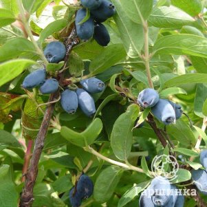 

Жимолость Сибирячка