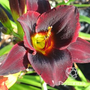 Лилейник Чоколат Кэнди