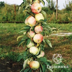 

Яблоня Президент колоновидная (лицензионная)