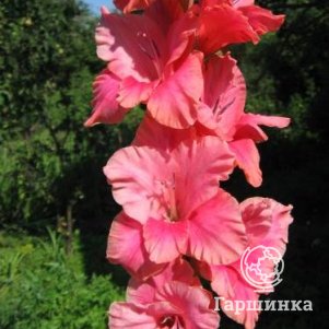 Гладиолус Россия