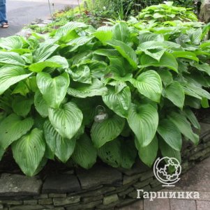 

Хоста Венус (M)