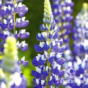 

Люпин Говернор