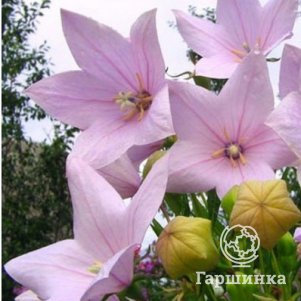 

Платикодон крупноцветковый Шелл Пинк