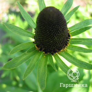 Рудбекия Блэк Бьюти