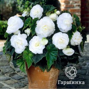 

Бегония махровая Дубль Вайт