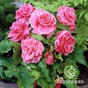 Бегония Пикоти Лейс Пинк 1шт.