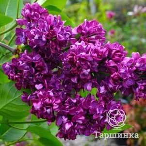 

Сирень Чарльз Джоли (Шарль Жоли)