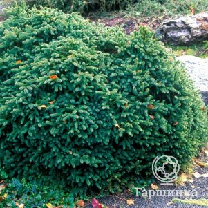 

Ель сербская Карел