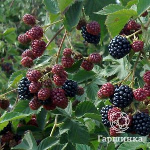 

Ежевика Тонфри (без шипов)