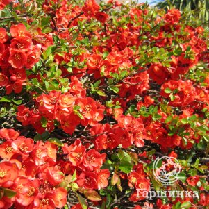 

Айва Файр Данс