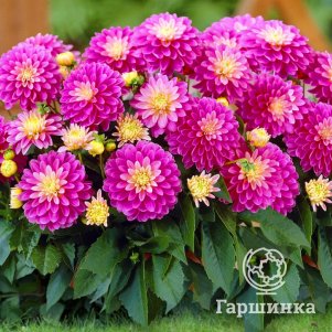 

Георгина Геллери Рембрандт бордюрная