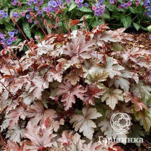 

Гейхерелла Барнишед Бронз