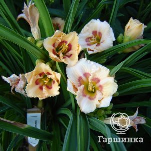 

Лилейник Ол Американ Бэйби