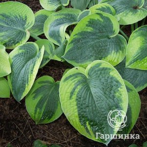 

Хоста Токудама Флавоцирциналис (M)