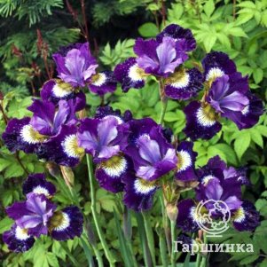 

Ирис сибирский Контраст ин Стайлс