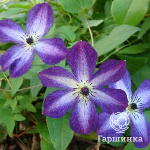 

Клематис Веноза Виолацея крупноцветковый (3)