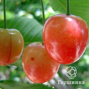 

Черешня Красная горка