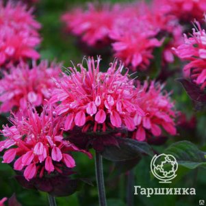 

Монарда Пинк Лейс