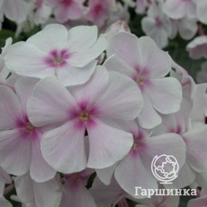 Флокс Атлант