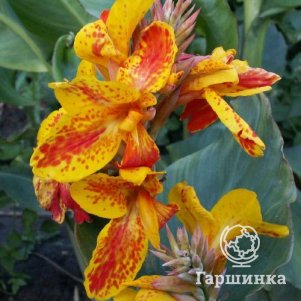 

Канна Рейне Шарлотт