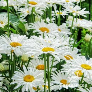 Ромашка (Нивяник) Аляска