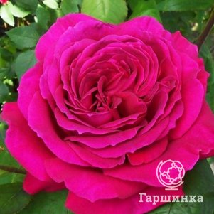 

Роза Биг Пепл чайно-гибридная, Топалович (лиц)