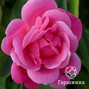 Роза Де Монтервиль канадская парковая (лиц)