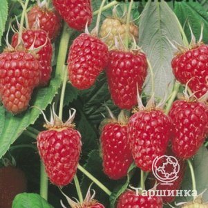 Малина Туламин красная